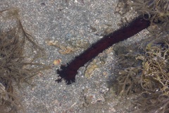 Holothuria leucospilota