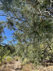 Pinus cembroides lagunae
