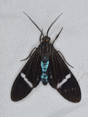 Aclytia albistriga