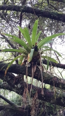 Tillandsia complanata