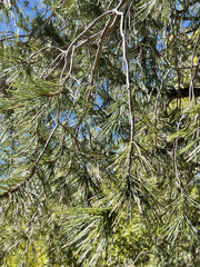 Pinus cembroides lagunae