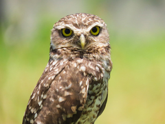 Athene cunicularia