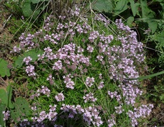 Thymus dimorphus