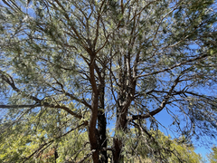 Pinus cembroides lagunae