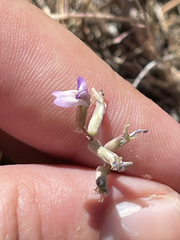 Astragalus francisquitensis