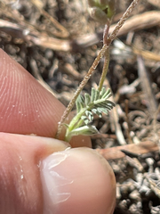 Astragalus francisquitensis