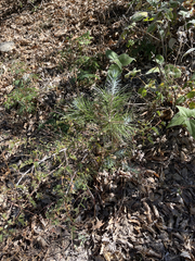 Pinus cembroides lagunae