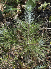 Pinus cembroides lagunae