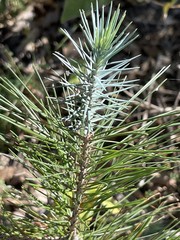 Pinus cembroides lagunae