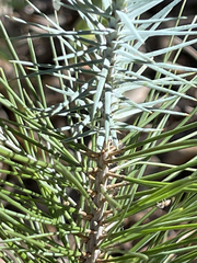 Pinus cembroides lagunae