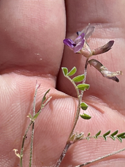 Astragalus francisquitensis