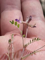 Astragalus francisquitensis