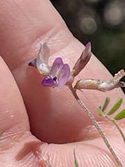 Astragalus francisquitensis