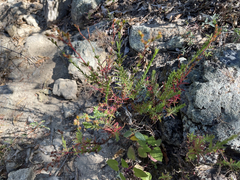 Hypericum peninsulare