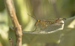 Panorpa lacedaemonia