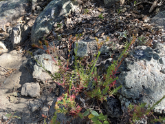 Hypericum peninsulare