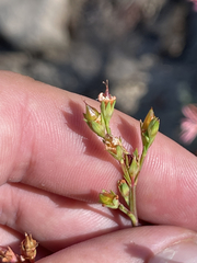 Hypericum peninsulare
