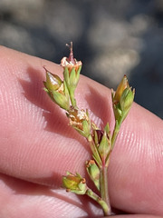 Hypericum peninsulare