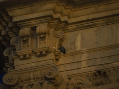 Falco peregrinus brookei