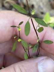 Euphorbia lagunensis