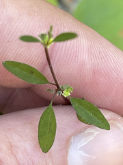 Euphorbia lagunensis
