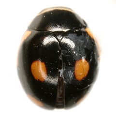 Hyperaspis lateralis