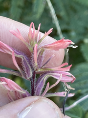 Castilleja bryantii