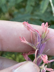 Castilleja bryantii