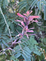 Castilleja bryantii