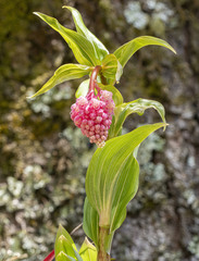 Maianthemum amoenum image