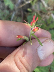 Castilleja bryantii