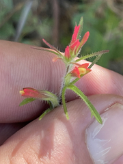 Castilleja bryantii