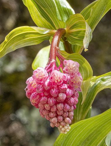 Maianthemum amoenum