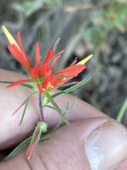 Castilleja bryantii