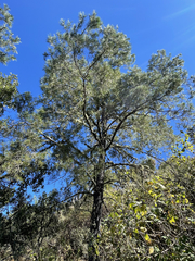 Pinus cembroides lagunae