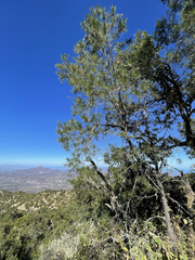 Pinus cembroides lagunae