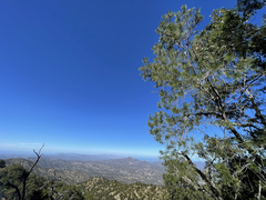 Pinus cembroides lagunae