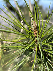 Pinus cembroides lagunae