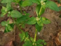 Spermacoce alata