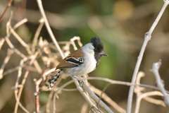 Sakesphoroides cristatus