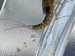 Ephemeroptera