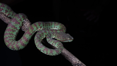 Trimeresurus venustus