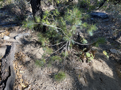 Pinus cembroides lagunae