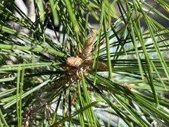 Pinus cembroides lagunae