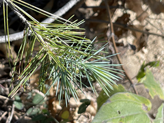 Pinus cembroides lagunae
