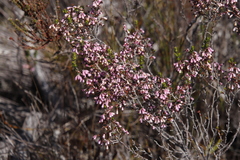 Erica placentiflora