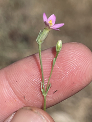 Centaurium capense