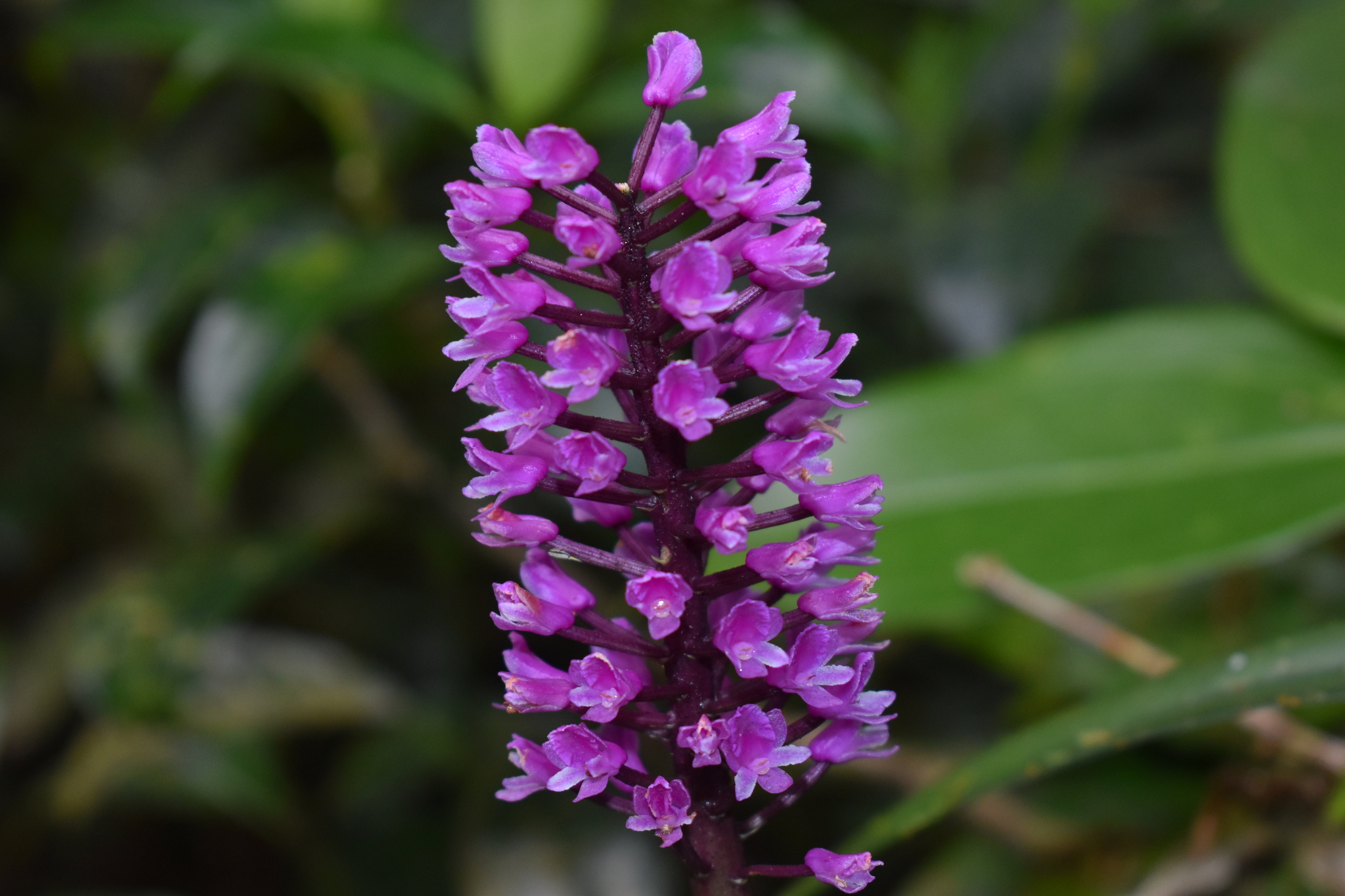 Imagem de Orquídea gigante