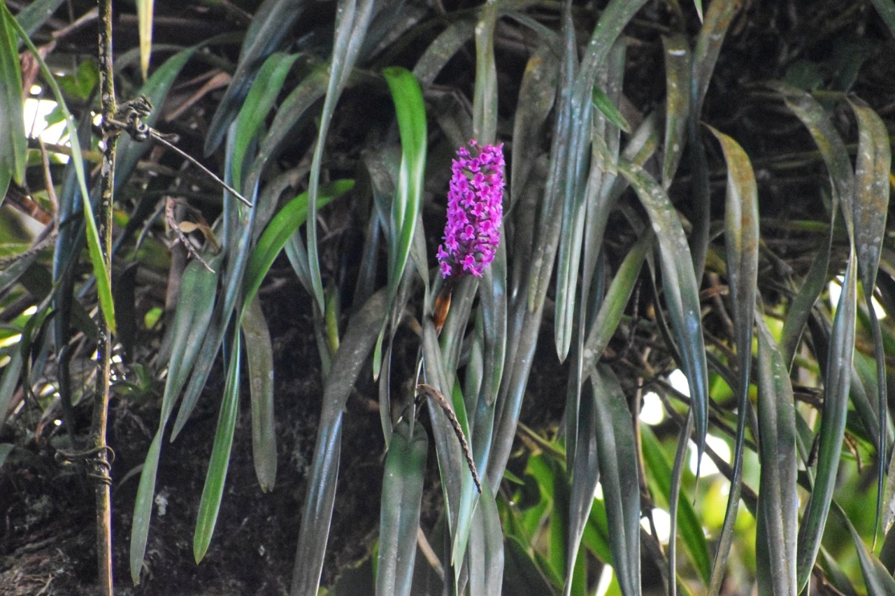 Imagem de Orquídea gigante