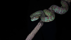 Trimeresurus venustus